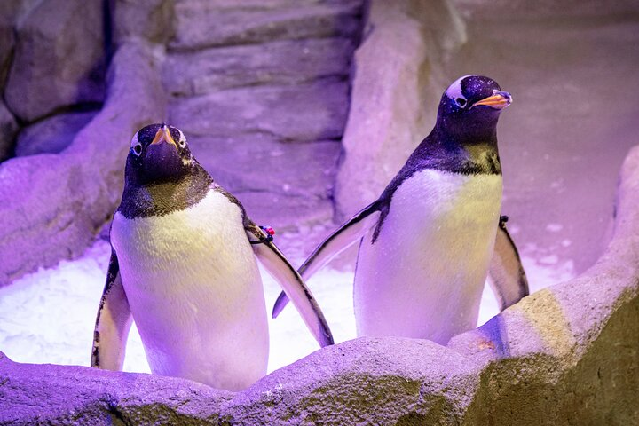 Two playful penguins stand on a snowy surface, surrounded by rocky terrain, in a vibrant, illuminated exhibit.