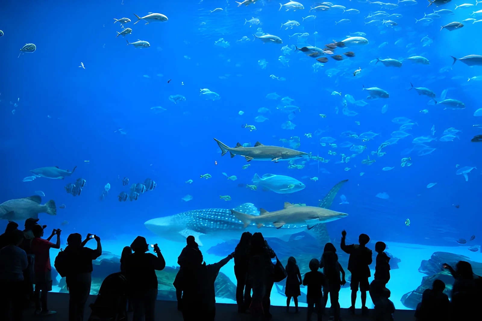 Visitors marvel at a large aquarium filled with diverse fish, including sharks and a whale shark, against a vibrant blue b...