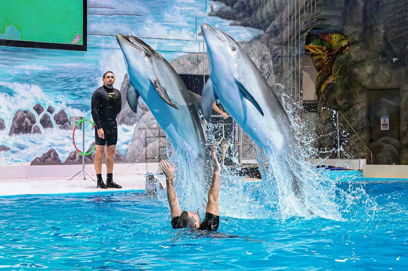 Dubai Dolphinarium Tickets: Dolphin & Seal Show