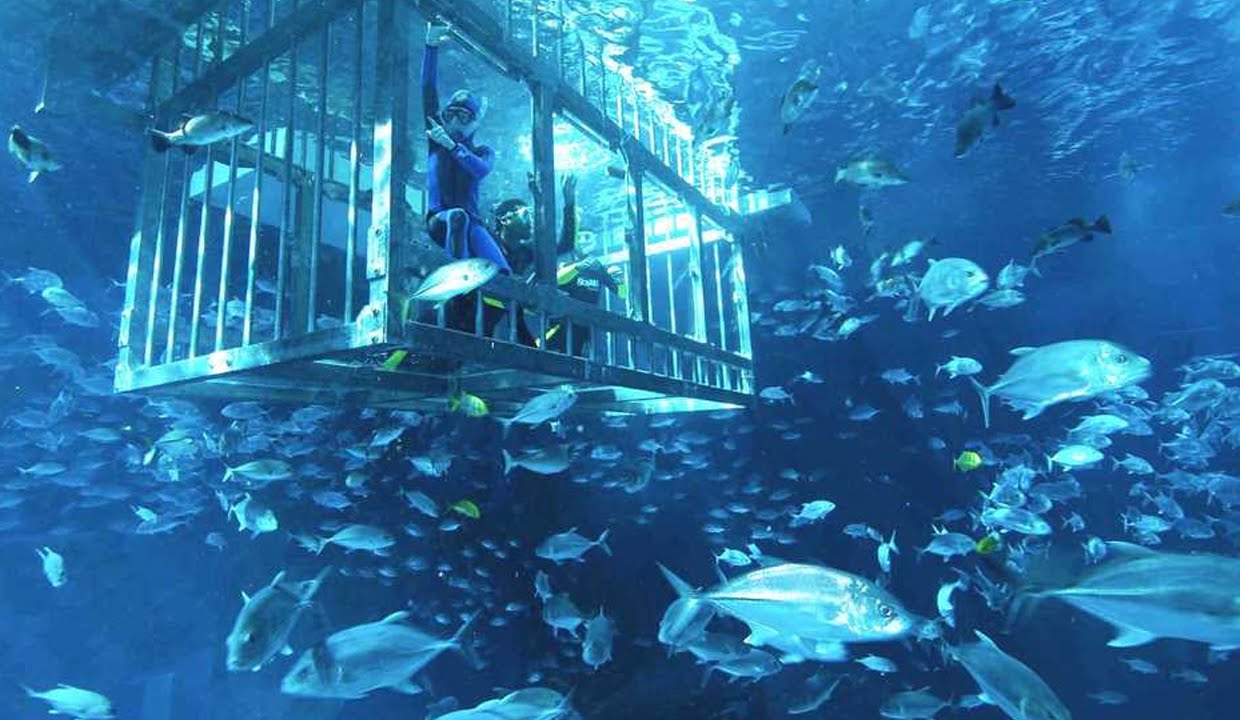 Two divers in a shark cage explore vibrant underwater life surrounded by schools of fish in clear blue water.