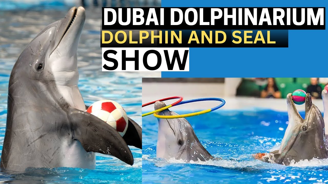 Dubai Dolphinarium Tickets: Dolphin & Seal Show